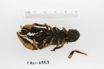 Media type: image;   Invertebrate Zoology CRU-6953 Description: Preserved specimen.;